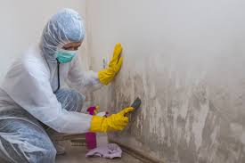 Best Black Mold Removal  in Aurora, IL